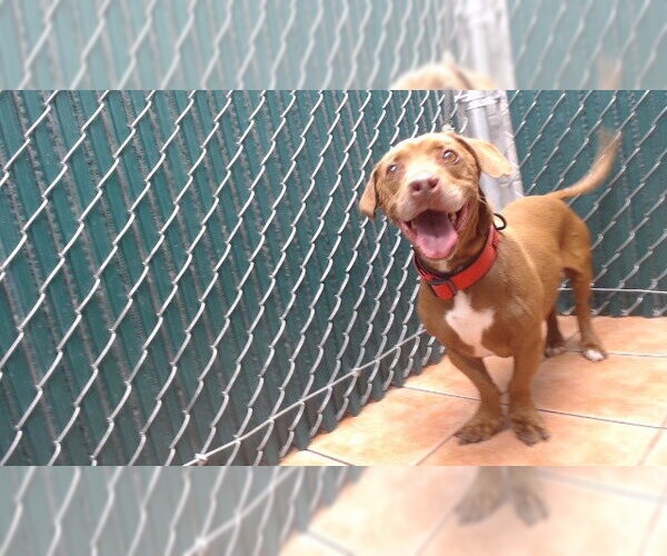 Medium Photo #1 Dachshund-Unknown Mix Puppy For Sale in Downey, CA, USA