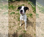 Small #8 Labrador Retriever Mix