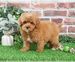 Small #3 Cavapoo (Miniature)