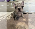 Puppy Spotty French Bulldog