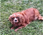 Small #5 Cavalier King Charles Spaniel