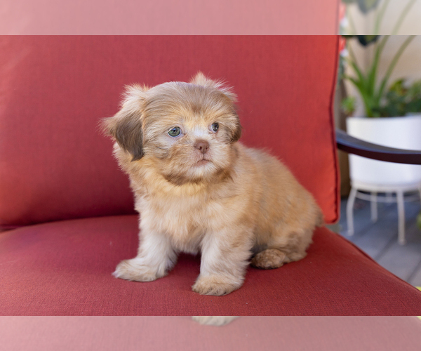 Medium Photo #2 Shih Tzu Puppy For Sale in OAKLEY, CA, USA