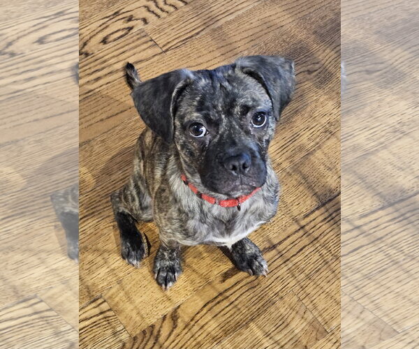Medium Photo #1 Buggs Puppy For Sale in Woodbury, NY, USA