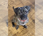 WHISKEY - Male Buggs Dog for Adoption - Small photo