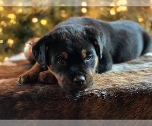 Rottweiler Puppy for sale in WEST BROOKFIELD, MA, USA