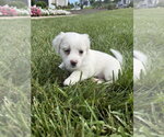Small #1 Shih Tzu Mix