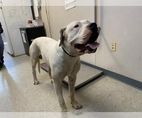 Medium Photo #1 Dogo Argentino-Unknown Mix Puppy For Sale in Visalia, CA, USA