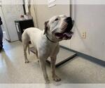 Small Dogo Argentino Mix