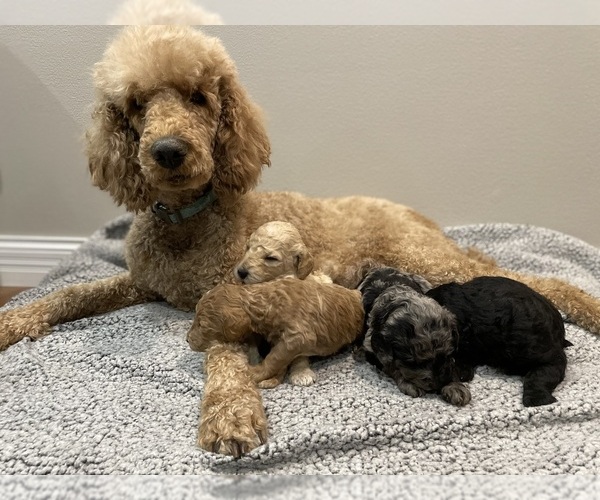 Full screen Photo #1 Poodle (Standard) Puppy For Sale in VALENTINE, NE, USA