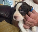 Small Photo #1 English Springer Spaniel Puppy For Sale in LELAND, NC, USA