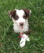 Small Photo #1 Australian Shepherd Puppy For Sale in LYNN, IN, USA