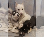 Small Photo #26 German Shepherd Dog-Siberian Husky Mix Puppy For Sale in SAINT MARYS, KS, USA