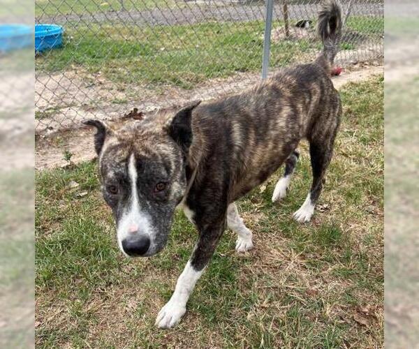 Medium Photo #1 Labrador Retriever-Plott Hound Mix Puppy For Sale in Conroe, TX, USA