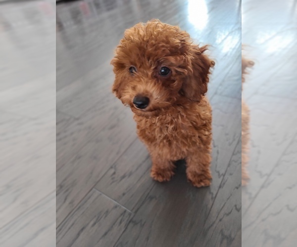 Medium Photo #3 Poodle (Toy) Puppy For Sale in CHANTILLY, VA, USA