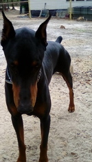 Father of the Doberman Pinscher puppies born on 01/11/2019