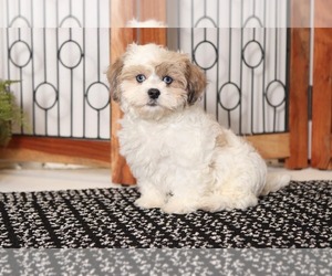 Shih-Poo Puppy for sale in NAPLES, FL, USA