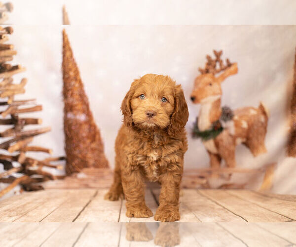 Medium Photo #2 Cocker Spaniel-Poodle (Miniature) Mix Puppy For Sale in WARSAW, IN, USA