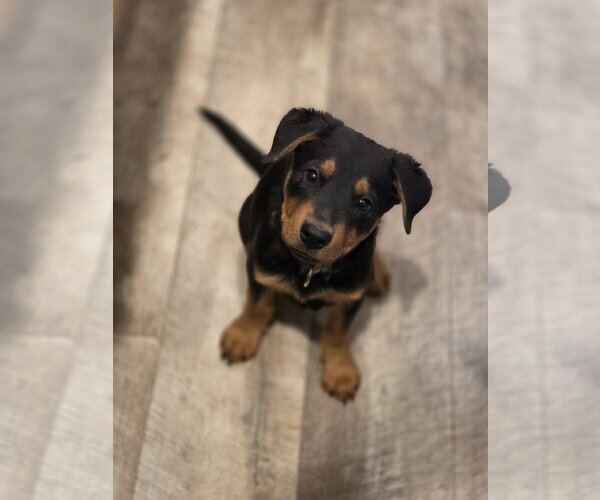 Medium Photo #3 Mutt Puppy For Sale in New London, WI, USA