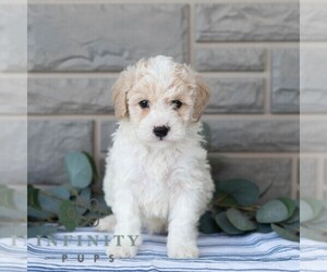 Poochon Puppy for sale in MIFFLINBURG, PA, USA