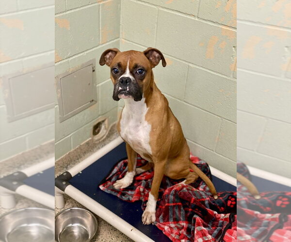 Medium Photo #3 Boxer Puppy For Sale in Austin, TX, USA