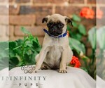 Small #1 Pug