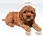 Small #56 Goldendoodle mix (+ Poodle Miniature)