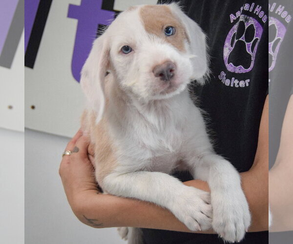 Medium Photo #3 Colonial Cocker Spaniel-English Setter Mix Puppy For Sale in Huntley, IL, USA