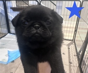 Pug Puppy for Sale in CEDAR RAPIDS, Iowa USA