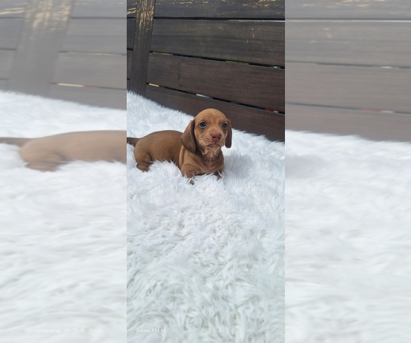 Medium Photo #8 Dachshund Puppy For Sale in TWENTYNINE PALMS, CA, USA