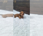 Small #7 Dachshund