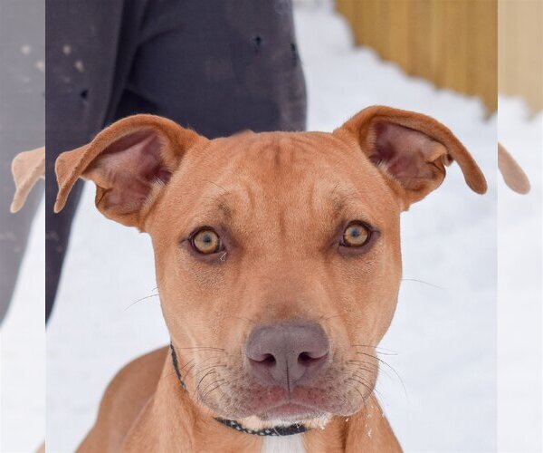 Medium Photo #1 American Staffordshire Terrier-Boxer Mix Puppy For Sale in Huntley, IL, USA