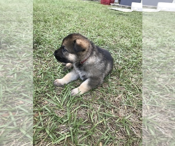 Medium Photo #10 German Shepherd Dog Puppy For Sale in ZEPHYRHILLS, FL, USA