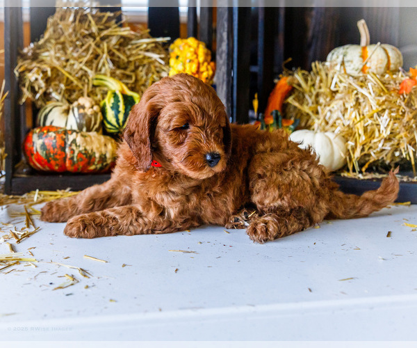 Medium Photo #4 Goldendoodle-Poodle (Miniature) Mix Puppy For Sale in WAKARUSA, IN, USA