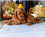 Small #3 Goldendoodle-Poodle (Miniature) Mix