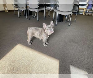 French Bulldog Puppy for sale in ELK GROVE, CA, USA
