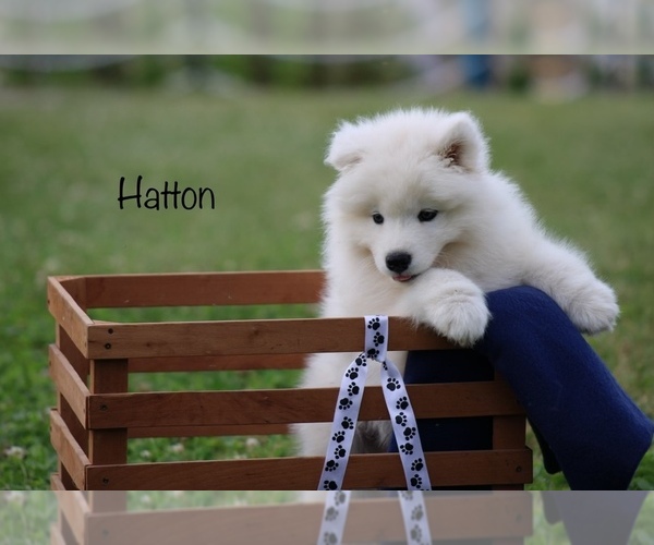 Medium Photo #2 Samoyed Puppy For Sale in SHILOH, OH, USA