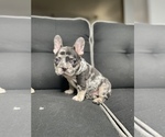 Small Photo #2 French Bulldog Puppy For Sale in MC DONOUGH, GA, USA