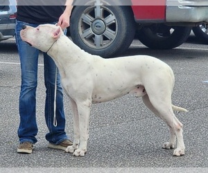 Father of the Dogo Argentino puppies born on 10/18/2023