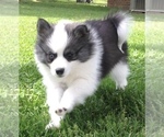 Small Photo #36 Pomsky Puppy For Sale in BAXTER, TN, USA