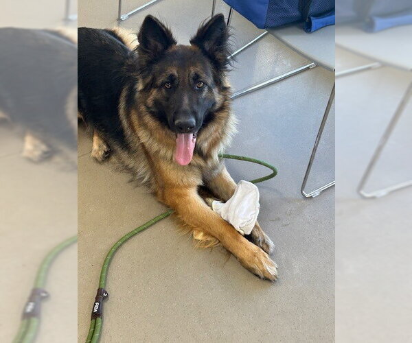Medium Photo #6 German Shepherd Dog Puppy For Sale in Cupertino, CA, USA