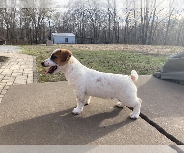 Medium Photo #5 Jack Russell Terrier Puppy For Sale in BENTON, IL, USA