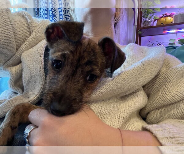 Medium Photo #6 ShiChi Puppy For Sale in Brewster, NY, USA