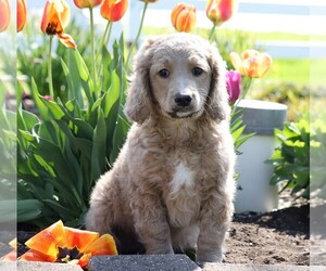 Goldendoodle-Poodle (Miniature) Mix Puppy for sale in FREDERICKSBG, OH, USA