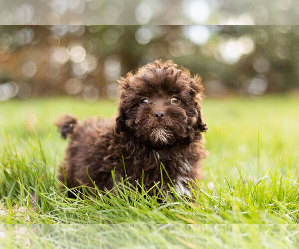 Medium Photo #2 ShihPoo Puppy For Sale in WARSAW, IN, USA