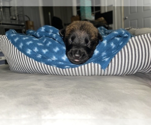 Medium Photo #166 Belgian Malinois Puppy For Sale in REESEVILLE, WI, USA