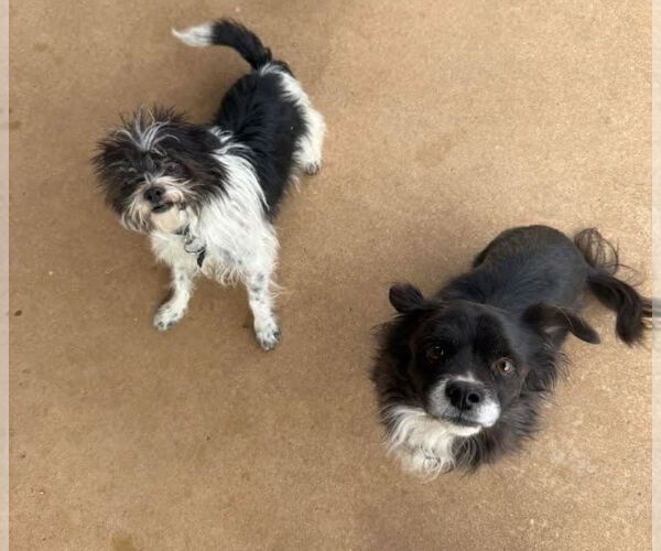 Medium Photo #4 Chihuahua-Unknown Mix Puppy For Sale in Grafton, WI, USA