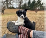 Puppy Zig Zig Border Collie-Papillon Mix