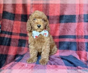 Poodle (Miniature) Puppy for sale in LAKELAND, FL, USA