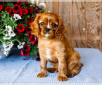 Small #9 Cavalier King Charles Spaniel