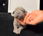Puppy Houston Cane Corso